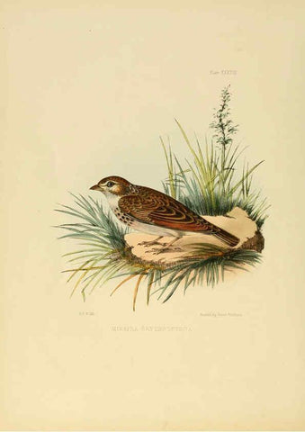 Reproducción/Reproduction 6418331929: Illustrations of Indian ornithology Madras :Printed by P.R. Hunt, American Mission Press,1847