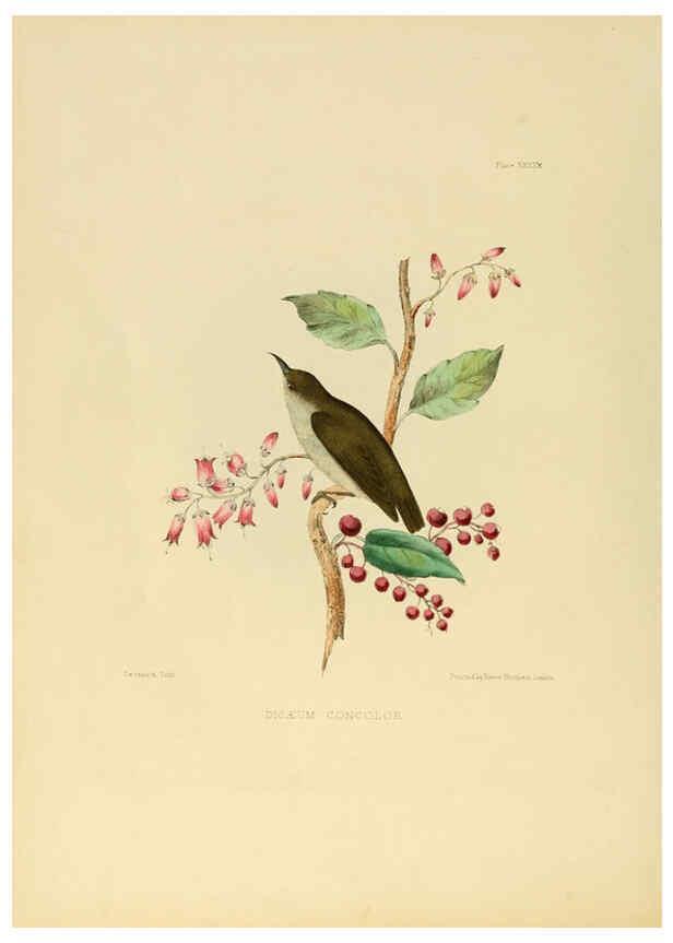 Reproducción/Reproduction 6418332285: Illustrations of Indian ornithology Madras :Printed by P.R. Hunt, American Mission Press,1847