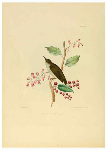 Reproducción/Reproduction 6418332285: Illustrations of Indian ornithology Madras :Printed by P.R. Hunt, American Mission Press,1847