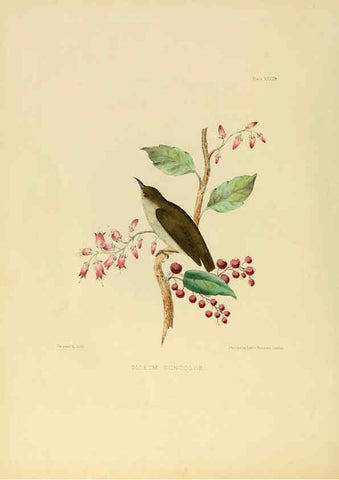 Reproducción/Reproduction 6418332285: Illustrations of Indian ornithology Madras :Printed by P.R. Hunt, American Mission Press,1847