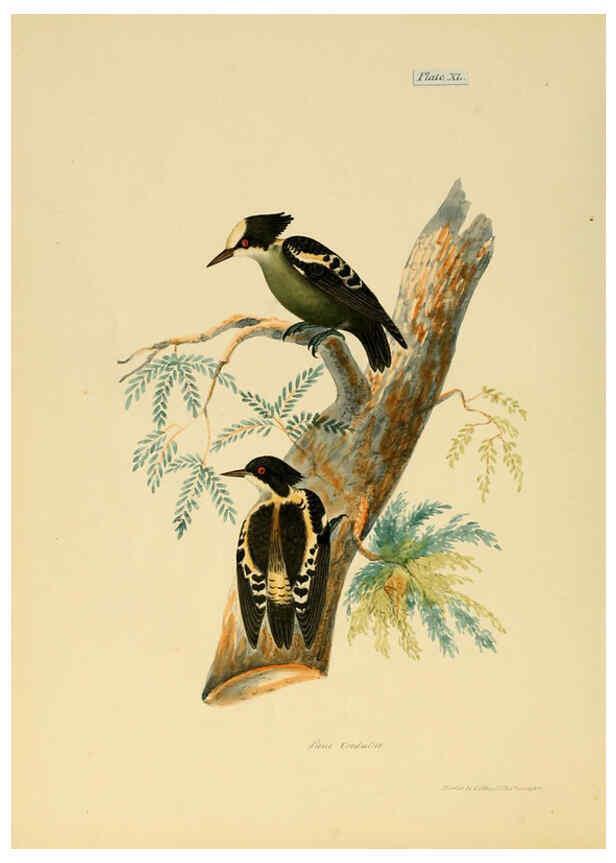 Reproducción/Reproduction 6418332537: Illustrations of Indian ornithology Madras :Printed by P.R. Hunt, American Mission Press,1847