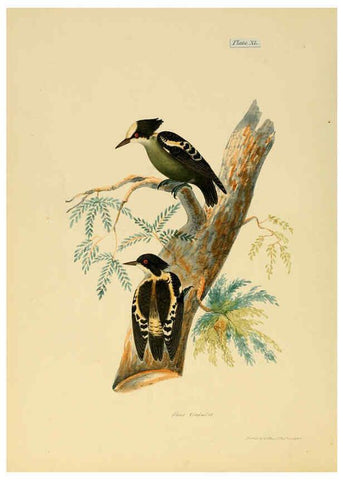 Reproducción/Reproduction 6418332537: Illustrations of Indian ornithology Madras :Printed by P.R. Hunt, American Mission Press,1847