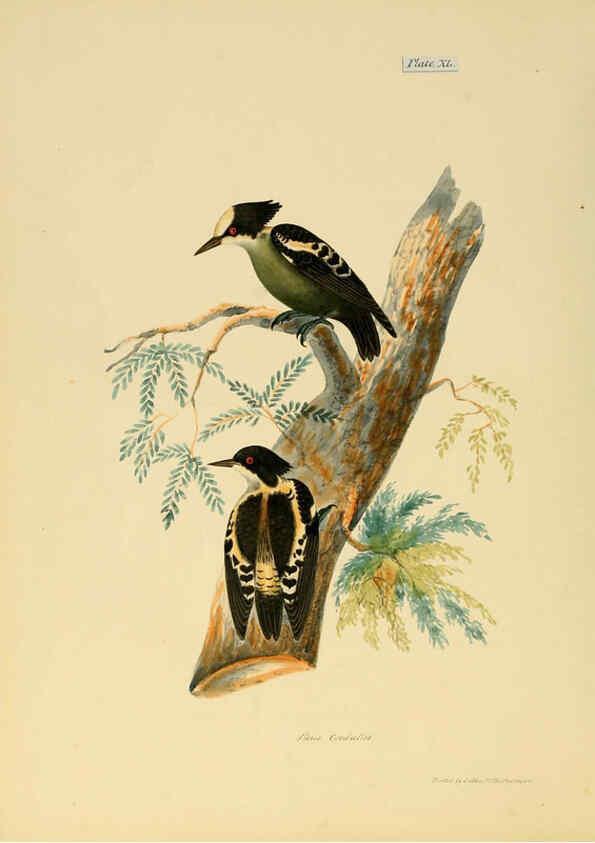 Reproducción/Reproduction 6418332537: Illustrations of Indian ornithology Madras :Printed by P.R. Hunt, American Mission Press,1847