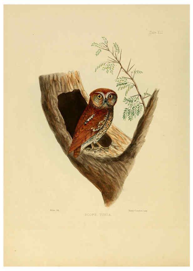 Reproducción/Reproduction 6418332865: Illustrations of Indian ornithology Madras :Printed by P.R. Hunt, American Mission Press,1847