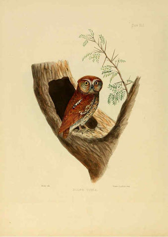Reproducción/Reproduction 6418332865: Illustrations of Indian ornithology Madras :Printed by P.R. Hunt, American Mission Press,1847