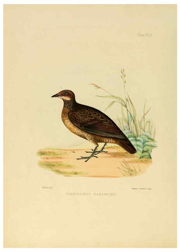 Reproducción/Reproduction 6418333201: Illustrations of Indian ornithology Madras :Printed by P.R. Hunt, American Mission Press,1847