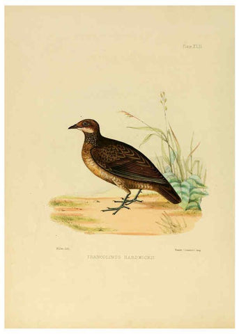 Reproducción/Reproduction 6418333201: Illustrations of Indian ornithology Madras :Printed by P.R. Hunt, American Mission Press,1847