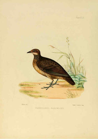 Reproducción/Reproduction 6418333201: Illustrations of Indian ornithology Madras :Printed by P.R. Hunt, American Mission Press,1847