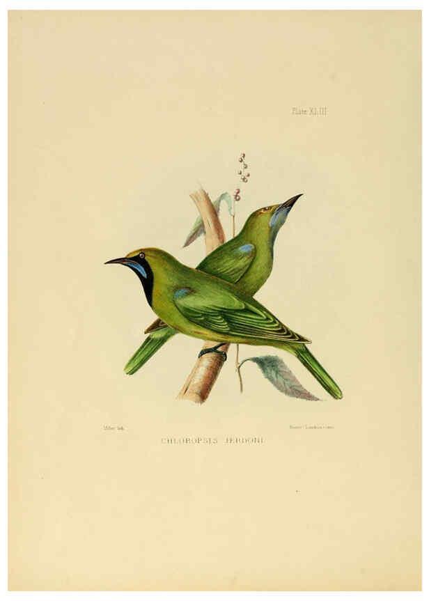 Reproducción/Reproduction 6418333661: Illustrations of Indian ornithology Madras :Printed by P.R. Hunt, American Mission Press,1847