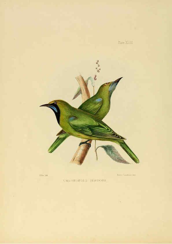 Reproducción/Reproduction 6418333661: Illustrations of Indian ornithology Madras :Printed by P.R. Hunt, American Mission Press,1847