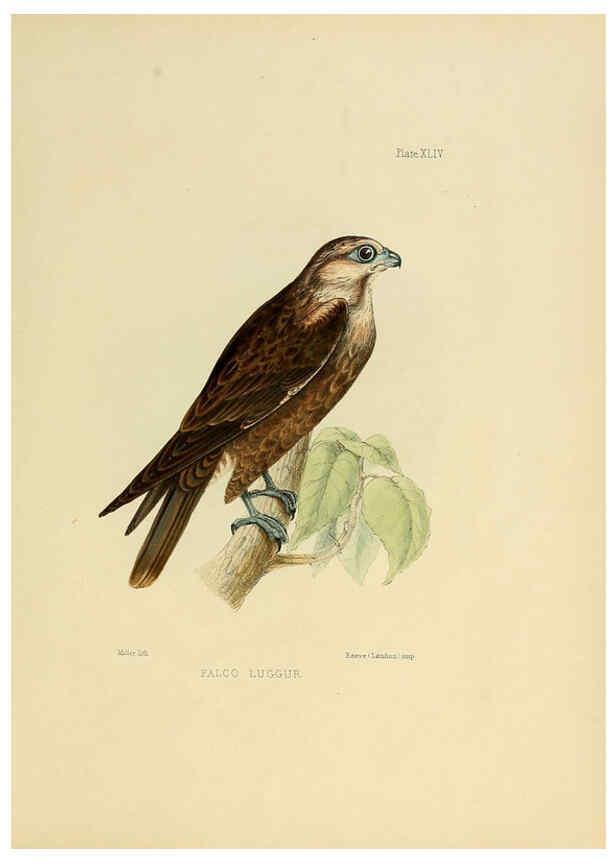 Reproducción/Reproduction 6418333975: Illustrations of Indian ornithology Madras :Printed by P.R. Hunt, American Mission Press,1847