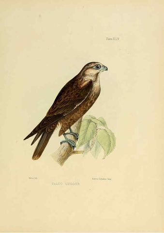 Reproducción/Reproduction 6418333975: Illustrations of Indian ornithology Madras :Printed by P.R. Hunt, American Mission Press,1847