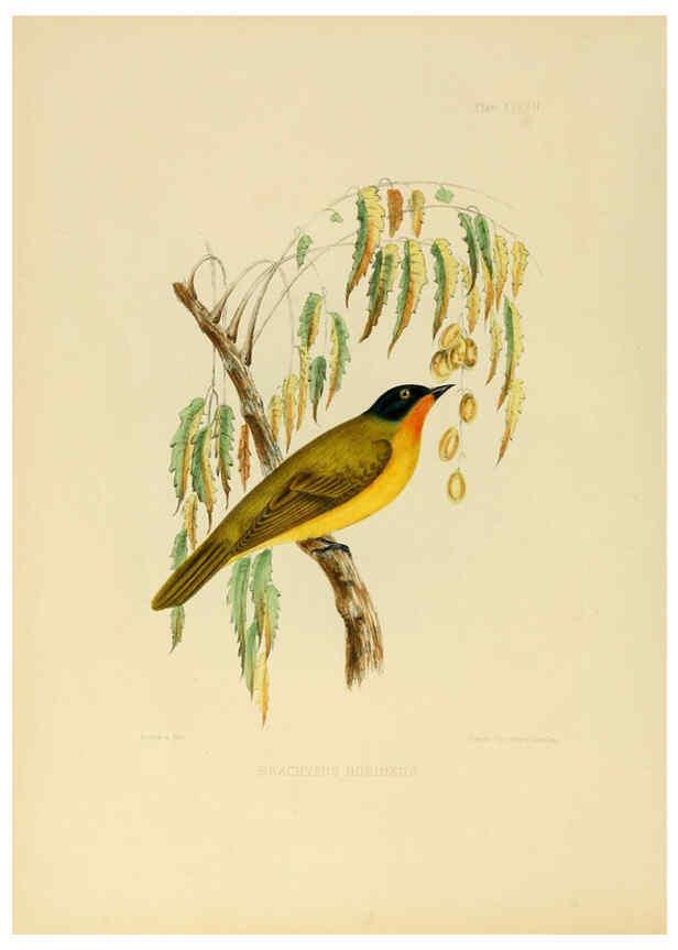 Reproducción/Reproduction 6418331621: Illustrations of Indian ornithology Madras :Printed by P.R. Hunt, American Mission Press,1847
