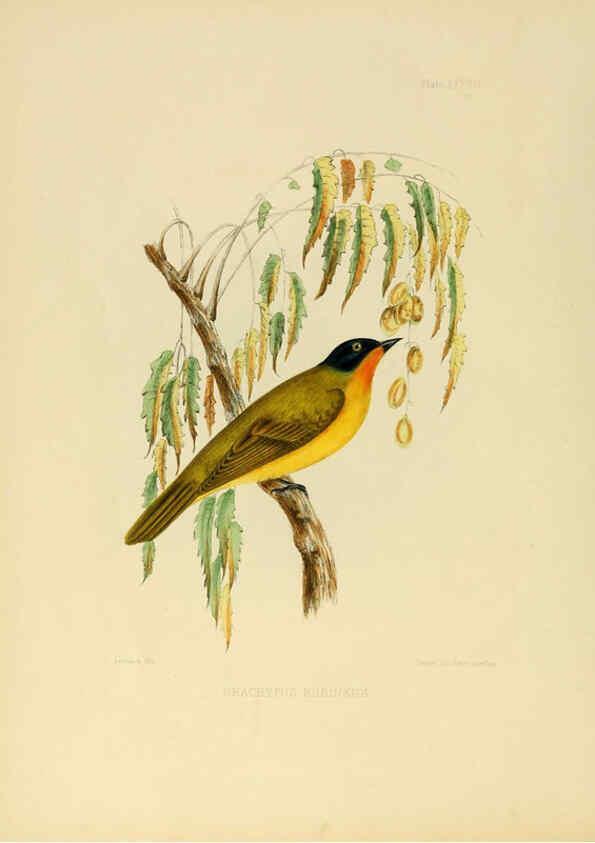 Reproducción/Reproduction 6418331621: Illustrations of Indian ornithology Madras :Printed by P.R. Hunt, American Mission Press,1847