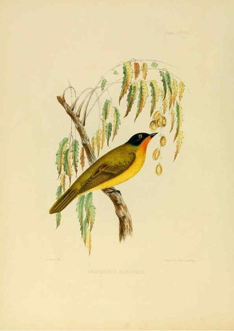 Reproducción/Reproduction 6418331621: Illustrations of Indian ornithology Madras :Printed by P.R. Hunt, American Mission Press,1847