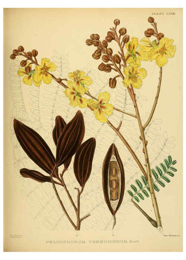 Reproducción/Reproduction 6430643211: A hand-book to the flora of Ceylon. atlas. London :Dulau,1893-1931