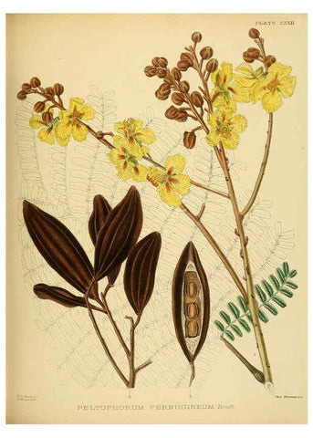 Reproducción/Reproduction 6430643211: A hand-book to the flora of Ceylon. atlas. London :Dulau,1893-1931