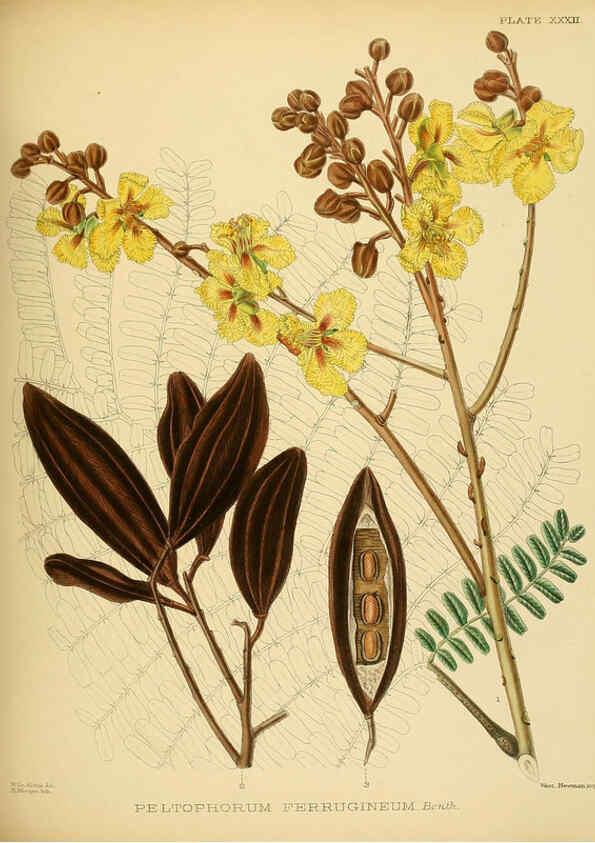 Reproducción/Reproduction 6430643211: A hand-book to the flora of Ceylon. atlas. London :Dulau,1893-1931