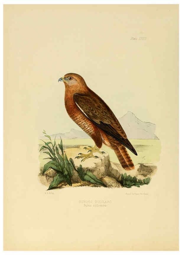 Reproducción/Reproduction 6418327413: Illustrations of Indian ornithology Madras :Printed by P.R. Hunt, American Mission Press,1847