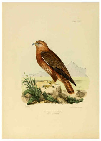 Reproducción/Reproduction 6418327413: Illustrations of Indian ornithology Madras :Printed by P.R. Hunt, American Mission Press,1847