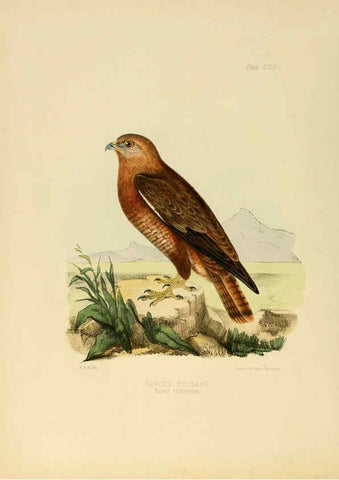 Reproducción/Reproduction 6418327413: Illustrations of Indian ornithology Madras :Printed by P.R. Hunt, American Mission Press,1847
