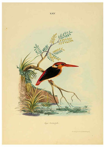 Reproducción/Reproduction 6418326753: Illustrations of Indian ornithology Madras :Printed by P.R. Hunt, American Mission Press,1847