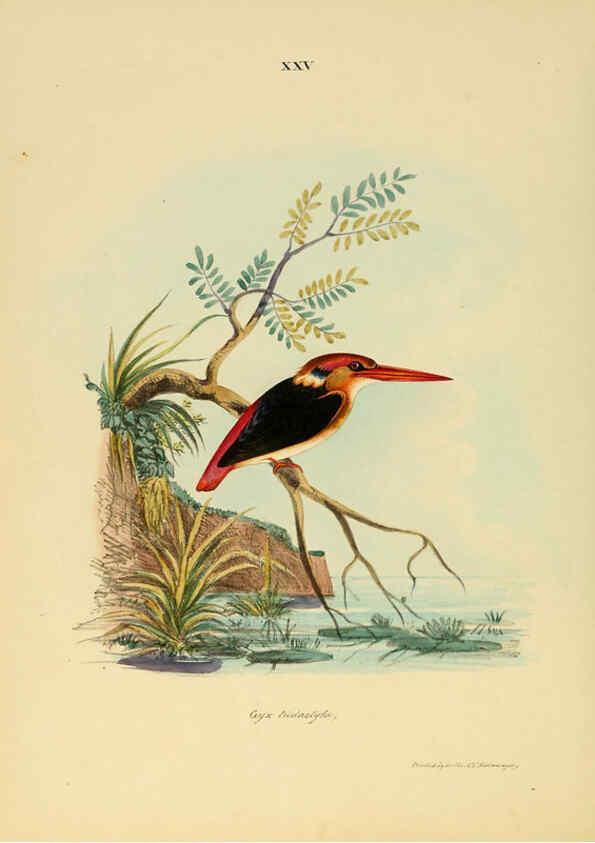 Reproducción/Reproduction 6418326753: Illustrations of Indian ornithology Madras :Printed by P.R. Hunt, American Mission Press,1847