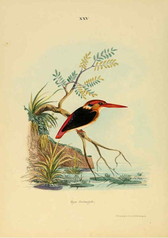 Reproducción/Reproduction 6418326753: Illustrations of Indian ornithology Madras :Printed by P.R. Hunt, American Mission Press,1847