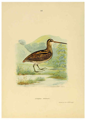 Reproducción/Reproduction 6418321541: Illustrations of Indian ornithology Madras :Printed by P.R. Hunt, American Mission Press,1847