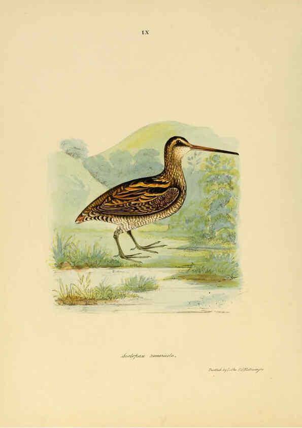 Reproducción/Reproduction 6418321541: Illustrations of Indian ornithology Madras :Printed by P.R. Hunt, American Mission Press,1847