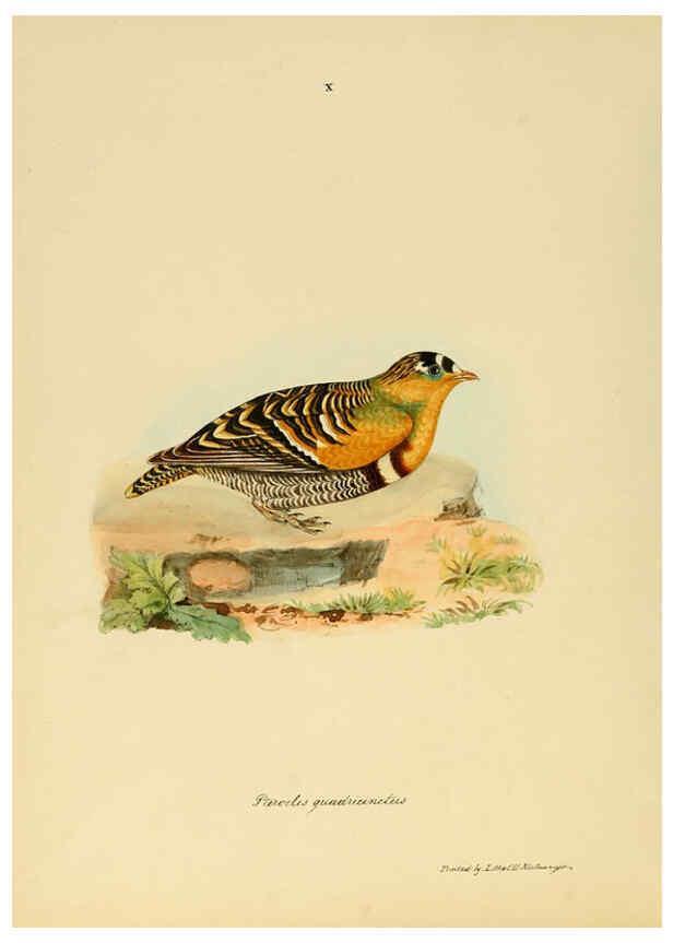 Reproducción/Reproduction 6418321853: Illustrations of Indian ornithology Madras :Printed by P.R. Hunt, American Mission Press,1847
