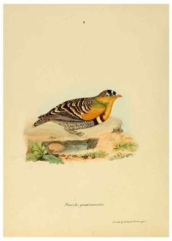 Reproducción/Reproduction 6418321853: Illustrations of Indian ornithology Madras :Printed by P.R. Hunt, American Mission Press,1847