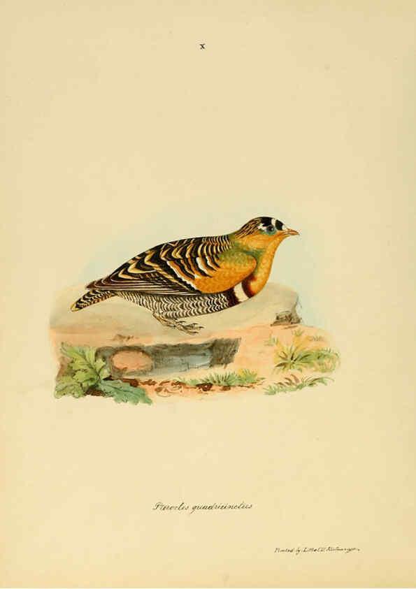 Reproducción/Reproduction 6418321853: Illustrations of Indian ornithology Madras :Printed by P.R. Hunt, American Mission Press,1847