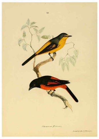 Reproducción/Reproduction 6418322181: Illustrations of Indian ornithology Madras :Printed by P.R. Hunt, American Mission Press,1847