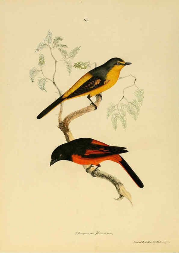 Reproducción/Reproduction 6418322181: Illustrations of Indian ornithology Madras :Printed by P.R. Hunt, American Mission Press,1847