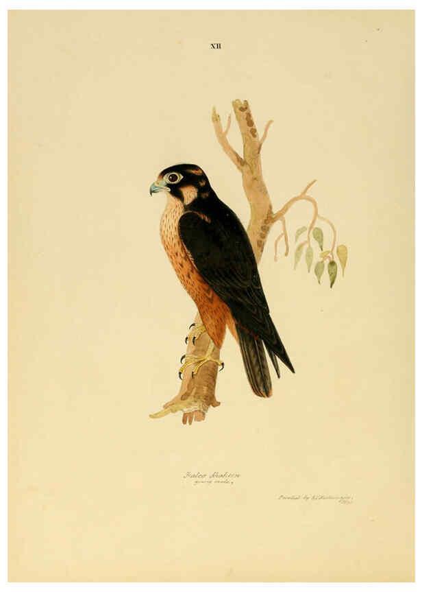 Reproducción/Reproduction 6418322521: Illustrations of Indian ornithology Madras :Printed by P.R. Hunt, American Mission Press,1847