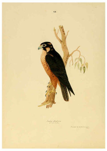 Reproducción/Reproduction 6418322521: Illustrations of Indian ornithology Madras :Printed by P.R. Hunt, American Mission Press,1847