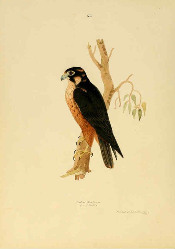 Reproducción/Reproduction 6418322521: Illustrations of Indian ornithology Madras :Printed by P.R. Hunt, American Mission Press,1847