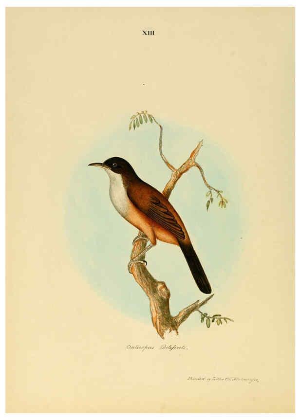 Reproducción/Reproduction 6418322803: Illustrations of Indian ornithology Madras :Printed by P.R. Hunt, American Mission Press,1847