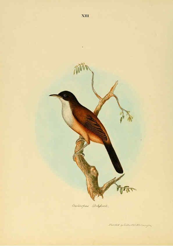 Reproducción/Reproduction 6418322803: Illustrations of Indian ornithology Madras :Printed by P.R. Hunt, American Mission Press,1847