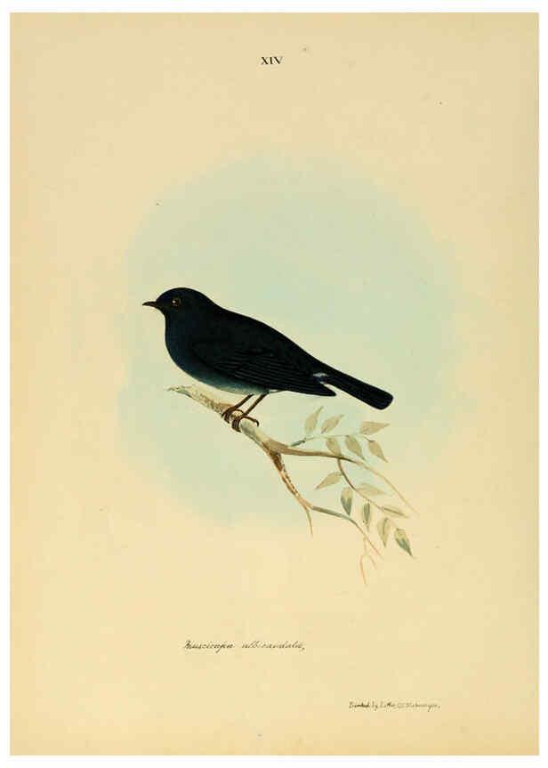 Reproducción/Reproduction 6418323141: Illustrations of Indian ornithology Madras :Printed by P.R. Hunt, American Mission Press,1847