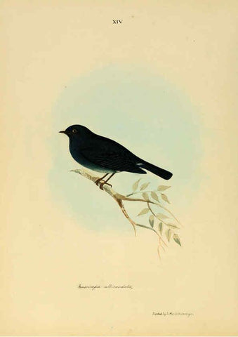Reproducción/Reproduction 6418323141: Illustrations of Indian ornithology Madras :Printed by P.R. Hunt, American Mission Press,1847