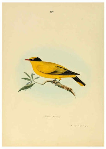 Reproducción/Reproduction 6418323481: Illustrations of Indian ornithology Madras :Printed by P.R. Hunt, American Mission Press,1847