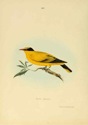 Reproducción/Reproduction 6418323481: Illustrations of Indian ornithology Madras :Printed by P.R. Hunt, American Mission Press,1847