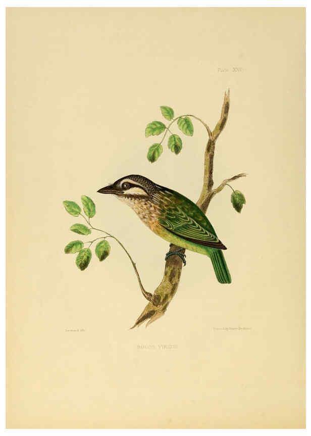 Reproducción/Reproduction 6418327095: Illustrations of Indian ornithology Madras :Printed by P.R. Hunt, American Mission Press,1847