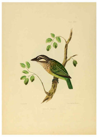 Reproducción/Reproduction 6418327095: Illustrations of Indian ornithology Madras :Printed by P.R. Hunt, American Mission Press,1847
