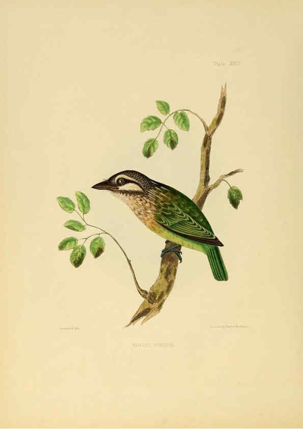 Reproducción/Reproduction 6418327095: Illustrations of Indian ornithology Madras :Printed by P.R. Hunt, American Mission Press,1847