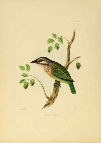 Reproducción/Reproduction 6418327095: Illustrations of Indian ornithology Madras :Printed by P.R. Hunt, American Mission Press,1847
