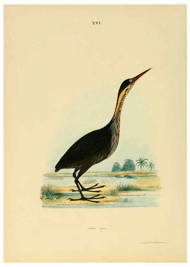 Reproducción/Reproduction 6418323809: Illustrations of Indian ornithology Madras :Printed by P.R. Hunt, American Mission Press,1847