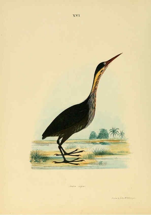 Reproducción/Reproduction 6418323809: Illustrations of Indian ornithology Madras :Printed by P.R. Hunt, American Mission Press,1847